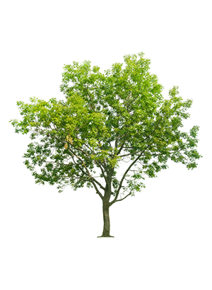 einzelbild desktop wald 300x410px